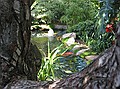 View of koi-fish pond with fountain thru tree - Meditation gardens: Yogananda Self-Realization Fellowship, Encinitas, California