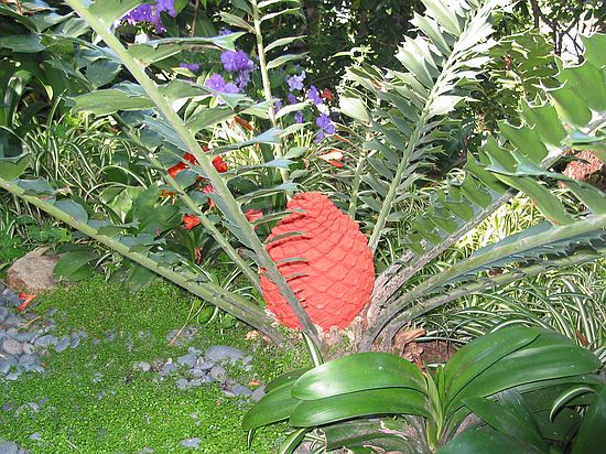 Exotic plant - Meditation gardens: Yogananda Self-Realization Fellowship, Encinitas, California