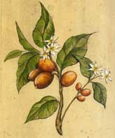 Coffee Plant