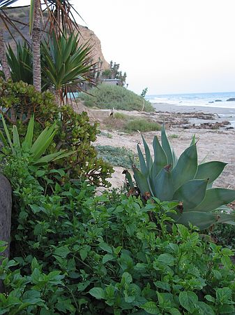 Local flora at Crystal Cove State Park, Laguna Beach