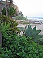 Local flora at Crystal Cove State Park, Laguna Beach