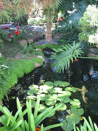 Koi fish pond - Meditation gardens: Yogananda Self-Realization Fellowship, Encinitas, California