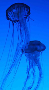 jellyfish