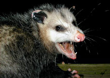 possum